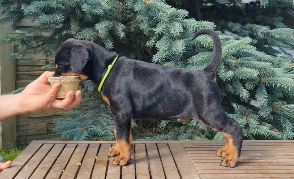 Щенки добермана, цуценята добермана, доберман продам, доставка