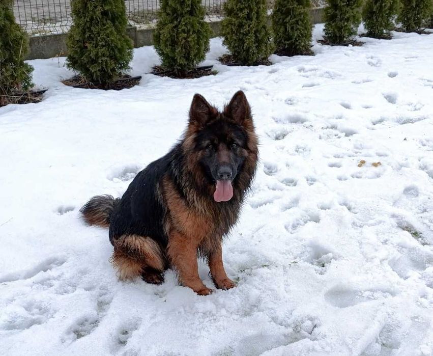 Sprzedam owczarka niemieckiego