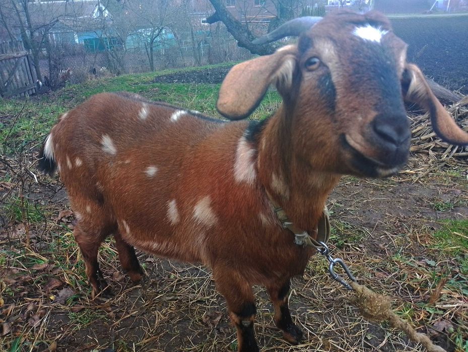 Продам молоду козу