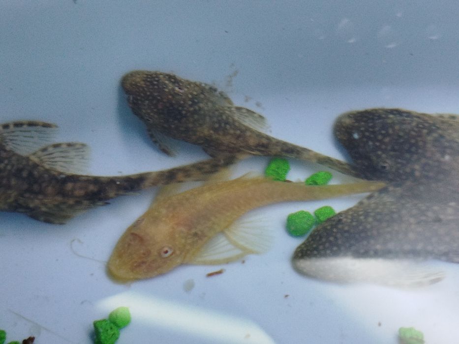 Ancistros   dos comuns