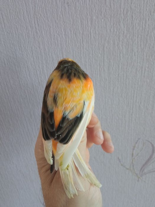 Piękny młody kanarek