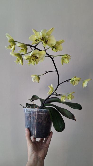 Орхідея Stuartiana var.nobillis 'Xiuya