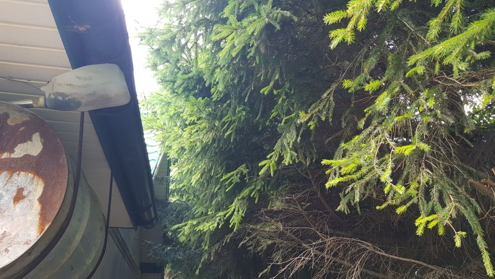 Oddam drzewo za wycinkę około 20szt