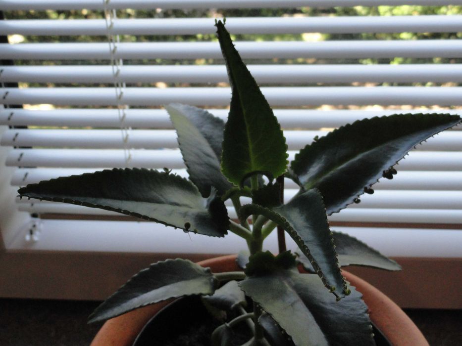 żyworódka aloes roślina lecznicza kwiaty doniczkowe