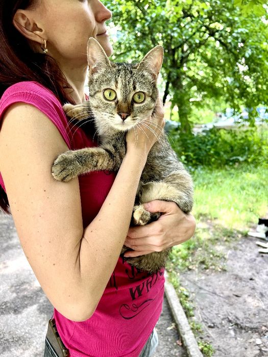 Стерилізовані киці