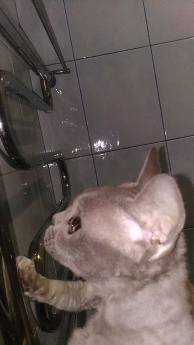 Вязка девон рекс ( кошечка)