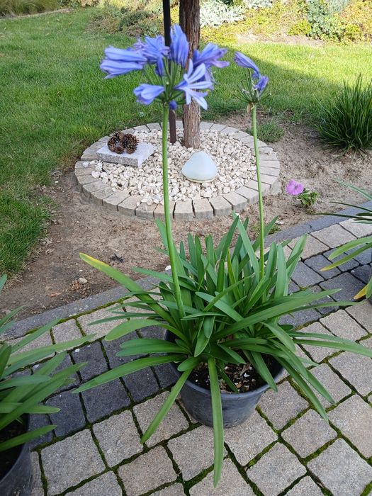 Pozostałe ogród kwiaty