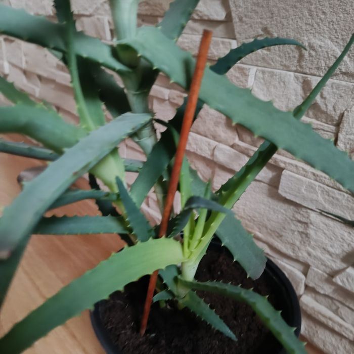 Aloes drzewiasty duży