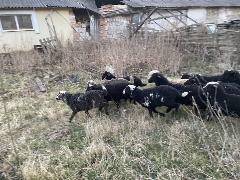 Продам ЯГНЯТА Жирнохвостики