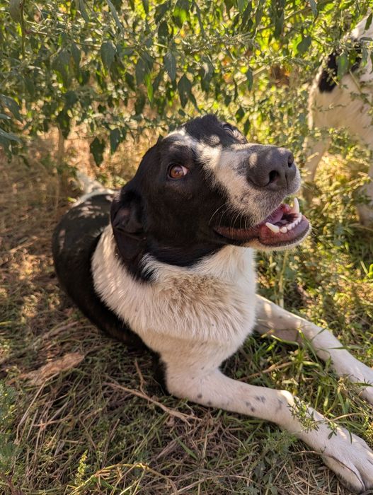 Песик Бусик шукає родину