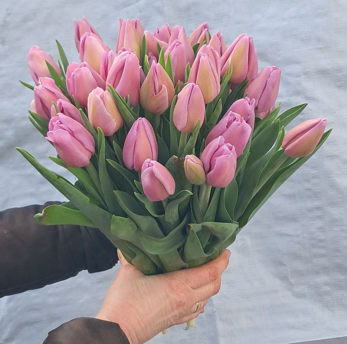 Тюльпаны!!! 51шт, 101шт,201шт,тюльпани,цветы,букеты,букети,квіти, тюль