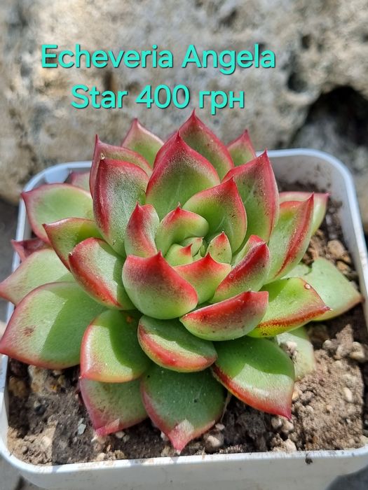 Ехеверіія Echeveria