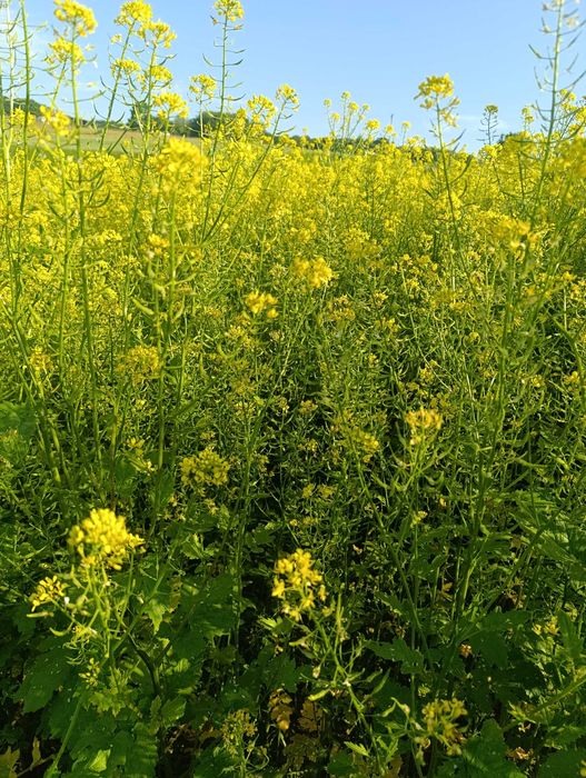 Gorczyca biała 2025