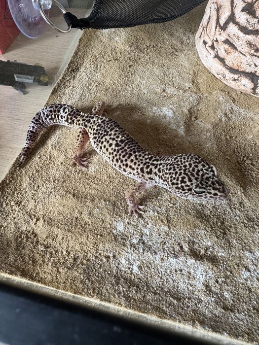 Gekon Lamparci z Terrarium