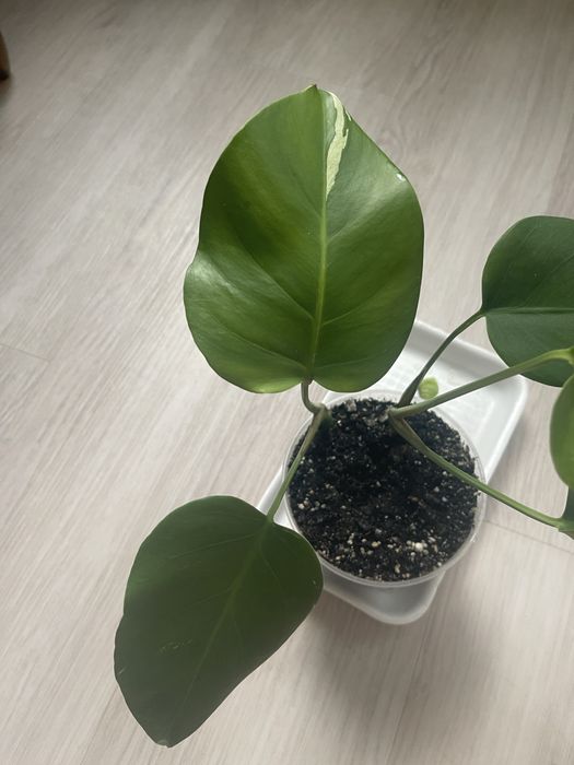 Монстера варієгатна, філодендрон, епіпремнум