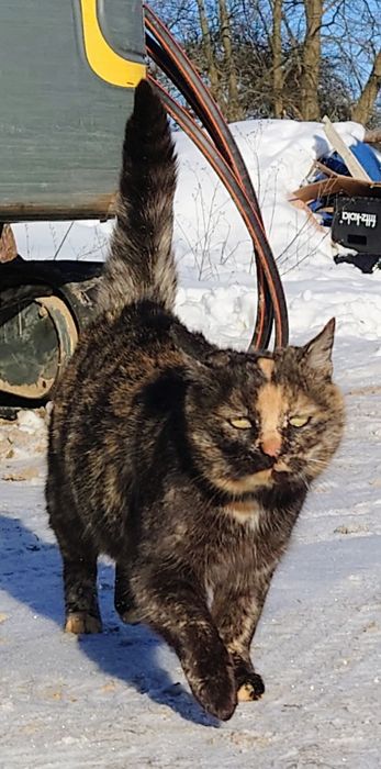 Kotka pilnie szuka domu