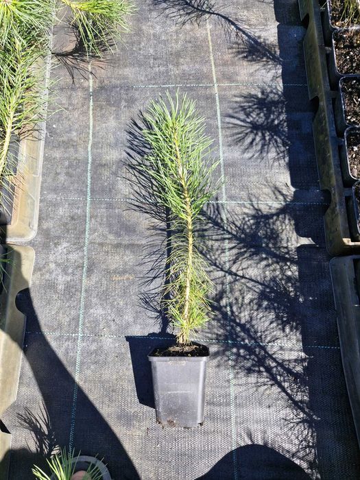 podkładka sosna sylvestris, omorika,nordmandiana