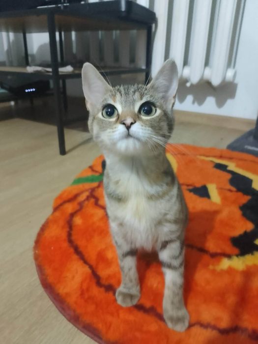 Kociak Azula szuka domu!