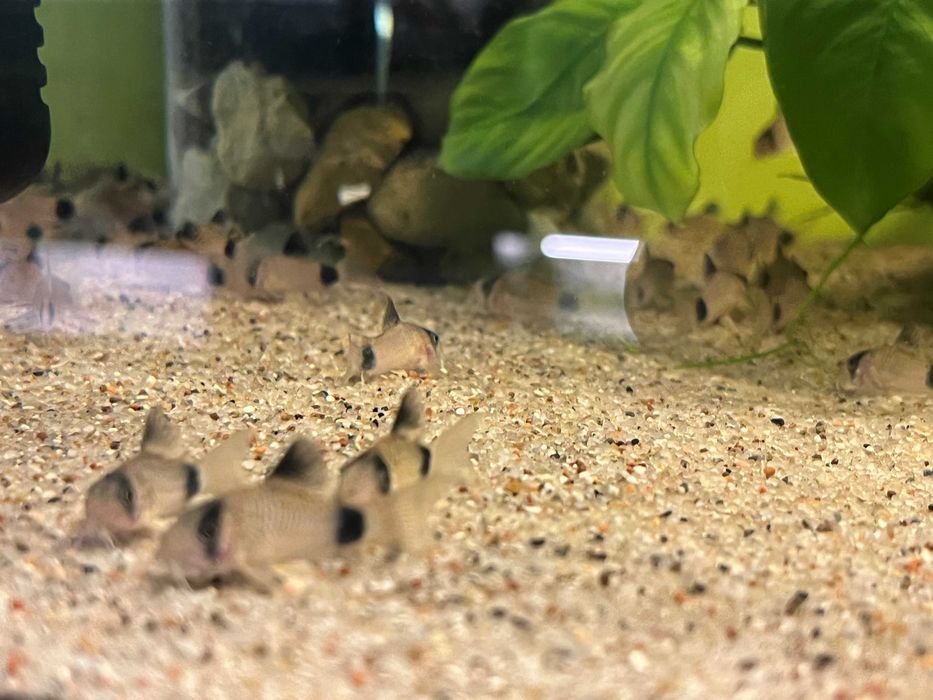 Kirysek Panda, corydoras panda