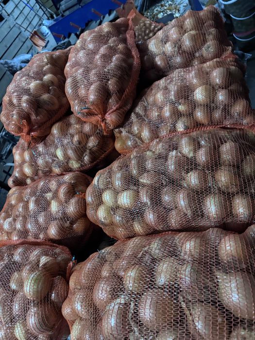 Cebula zwykła ładna łuska