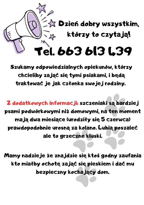 Oddam pieski w dobre ręce :)