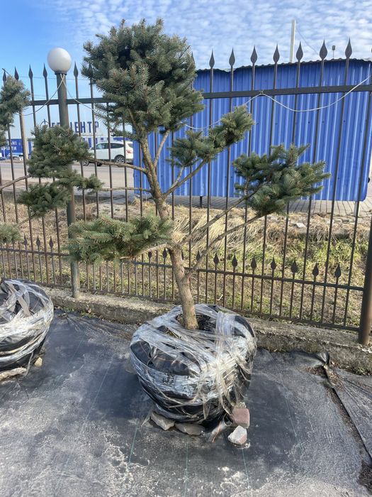Дерево Бонсай садовий Нівакі
