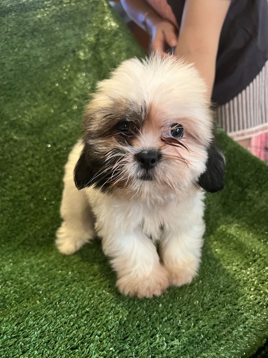 Shi-tzu.excelemte femea mni