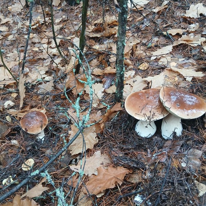 Грибы лисички, сухие, мороженные, свежие.