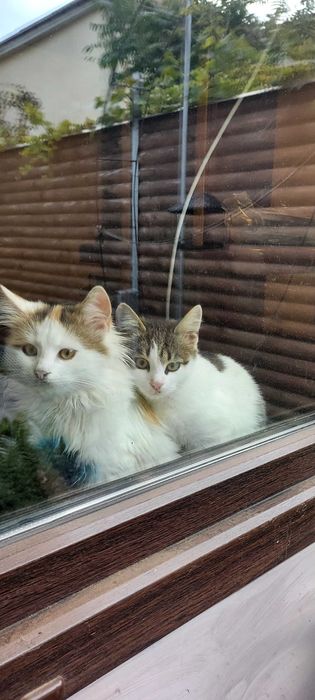 Саме муркотливе котеня