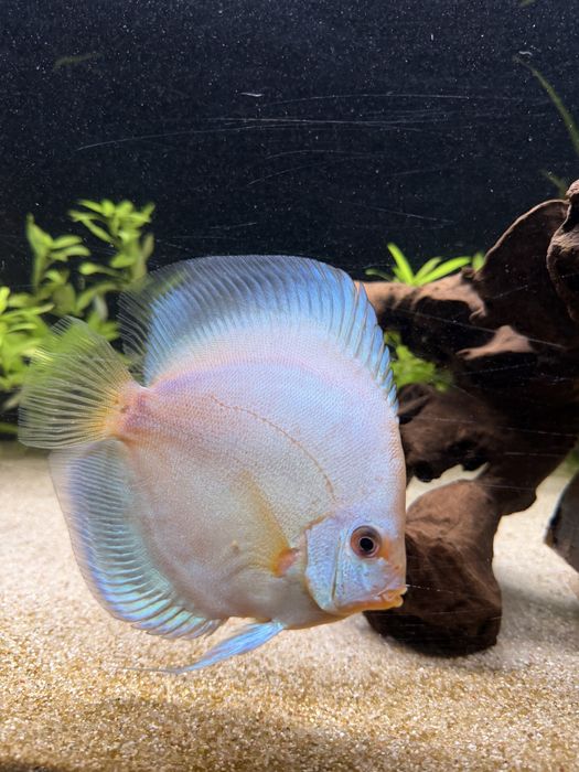 Vendo 2 discus tamanho 13/14