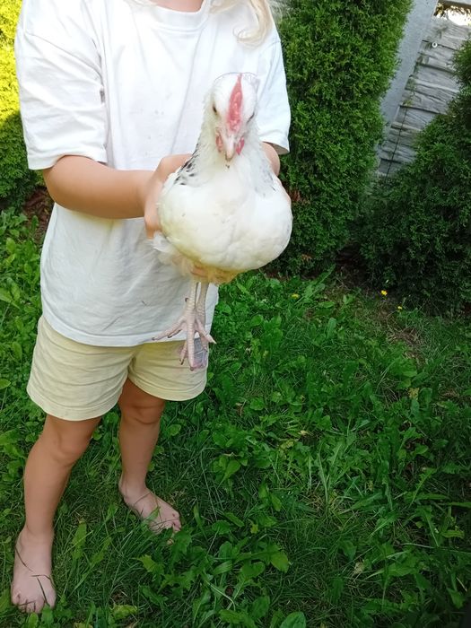 Kury Kura Rosy naturalne ekologiczne kury pisklaki araucany