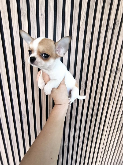 Chihuahua. Menino Mini branco e castanho.Cabeça de Maçã.Perfeito!
