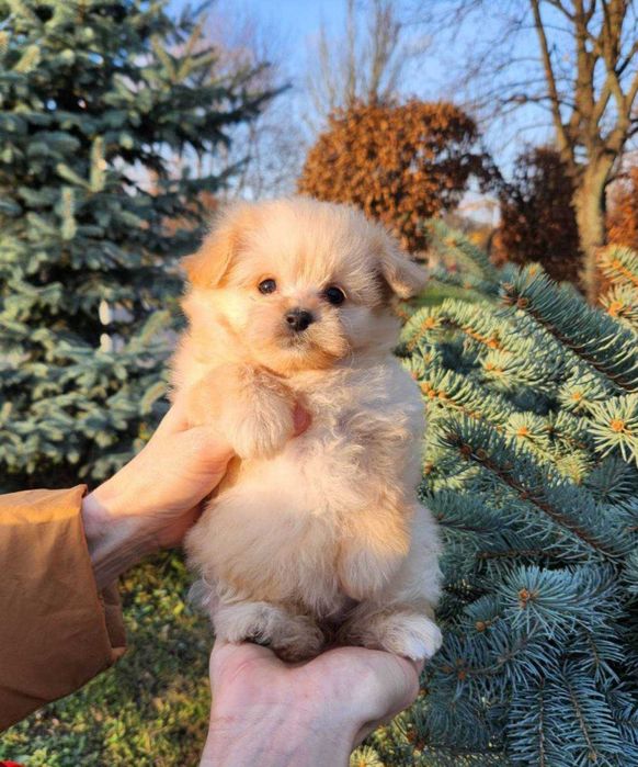 PomaPoo найсолодша дівчинка маленького розміру. Київ