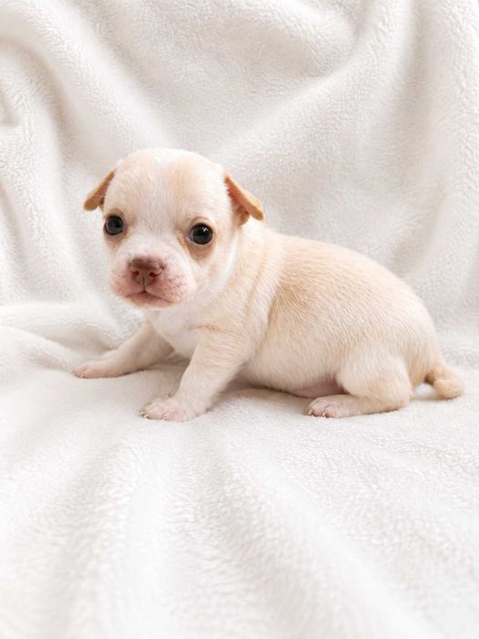 Menino chihuahua miniatura