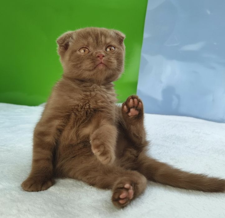 Шотландский вислоухий котик в новом окрасе циннамон с документами