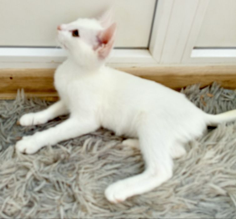 Белый глухой котенок 3,5мес біле кошеня котик котята белая кошечка біла кішечка