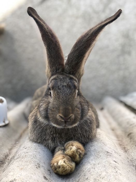 Молодняк, самці, самки Фландра Сірого Велетня та Метелика. Кролики