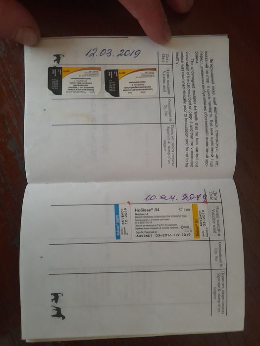 Продам Хаскі кобля