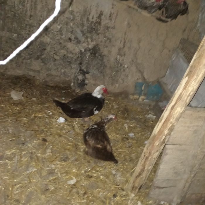 Інкубаційні яйця мускусний качка