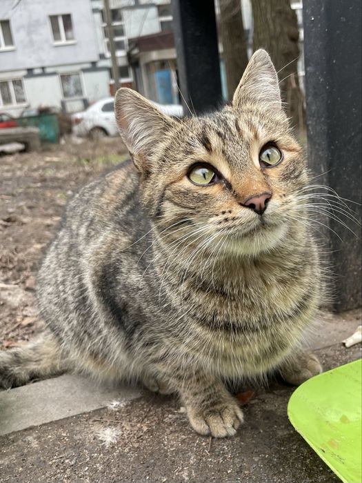 Кошеня (кішка) безкоштовно!