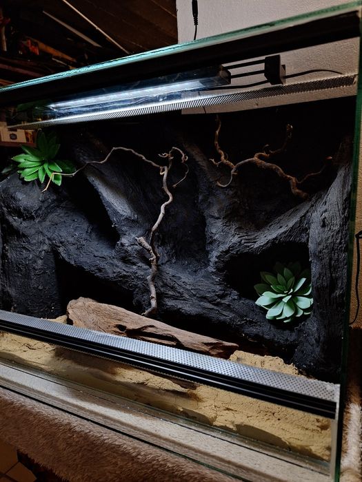 Terrarium gekon lamparci orzesiony wąż zbożowy agama brodata
