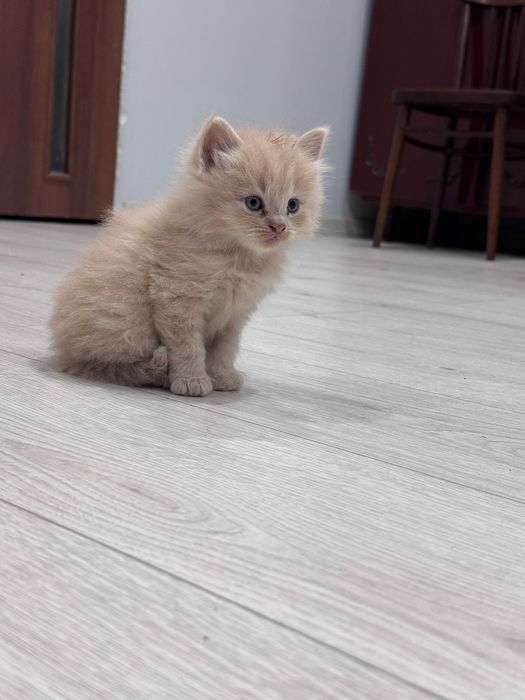 Котята себирская кошка