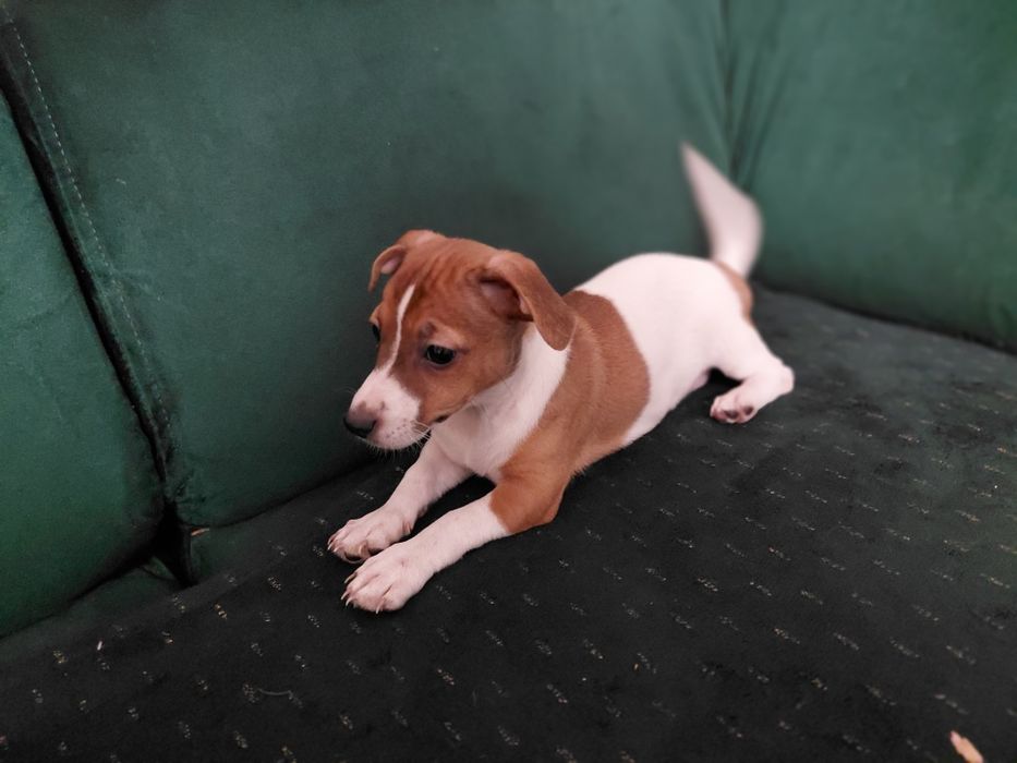 Jack Russel terrier