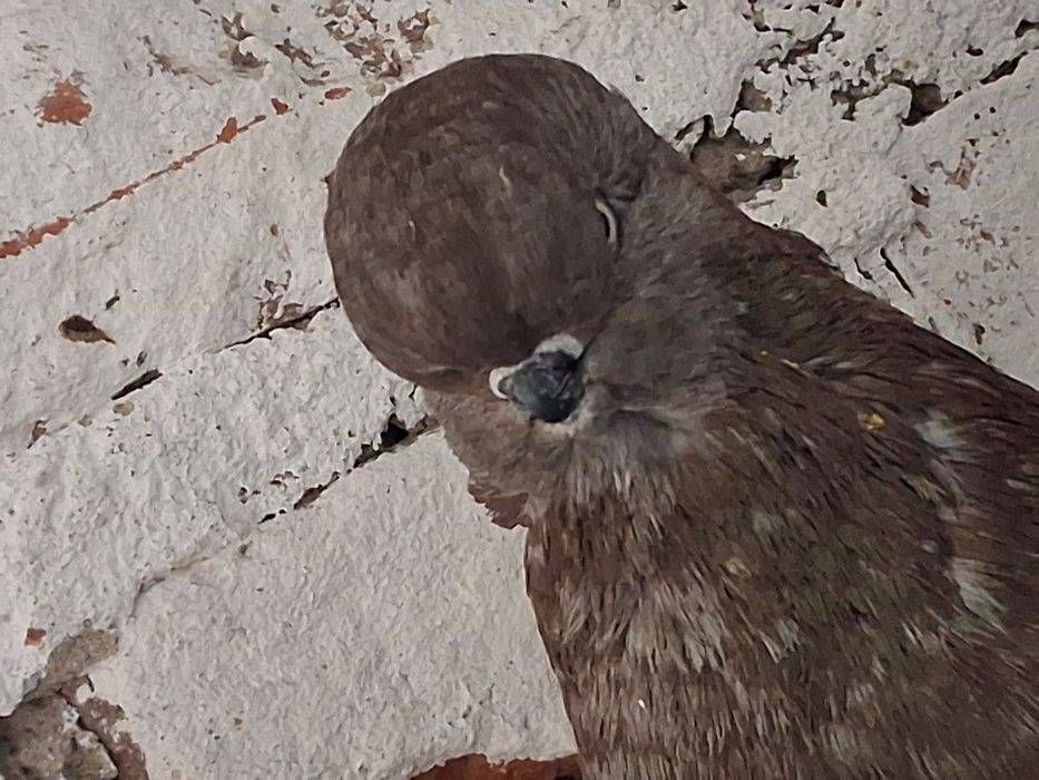 Long face para parzysta