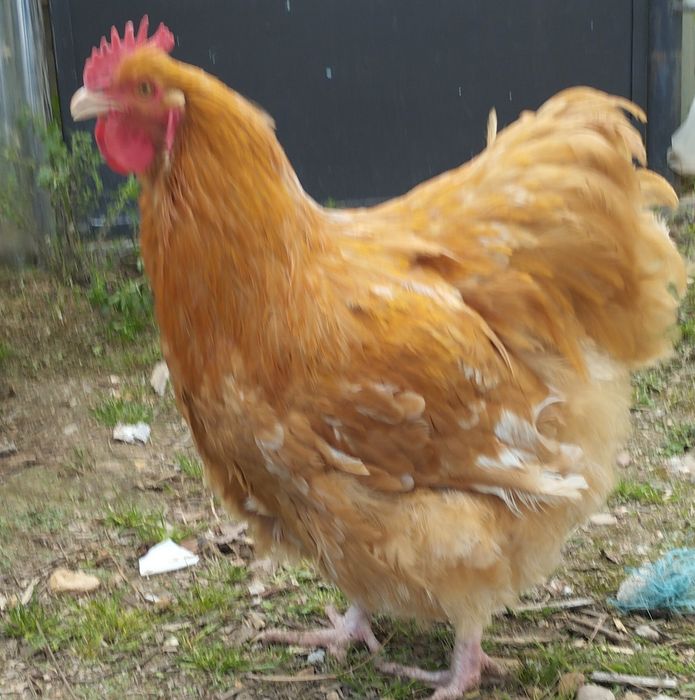 Galo orpington amarelo e rhode island red