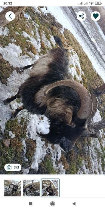 Вязка коз. Козлик 3.5 года "Борька".