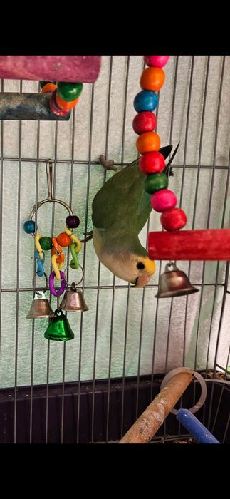 Vendo 2 Agapornis com gaiola