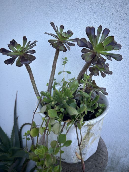 31 sucuentas, 3 azevinhos, 2 pinheiros nórdicos