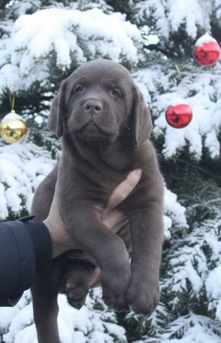 Шоколадки з документами КСУ-FCI