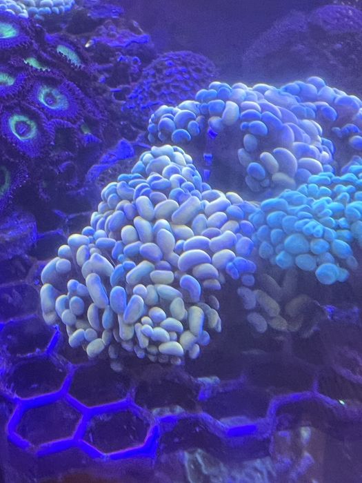 Frag coral facil lps euphyllia aquario agora salfada
